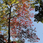 fall foliage